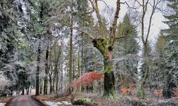 Ein frostiger Morgen / ***