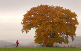 Herbsteiche / Landschaftsprägende Eiche bei Pfaffenwiesbach im Taunus