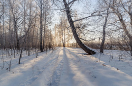 Im Winterwald. / ***