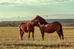 Horse Zärtlichkeit / ***
