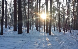 Winterwald / ***