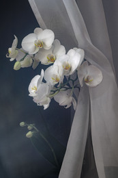 Orchid / ***