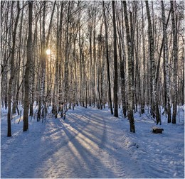 Winter / ***