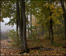 Herbst-Skizzen / ***