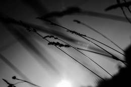 Sommer / ***
