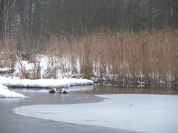 Tauwetter / ***