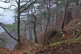 Enchanted Forest / ***