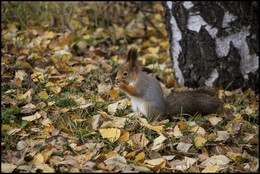 in den herbstlichen Wald / ***