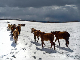 Cold Winter / ***