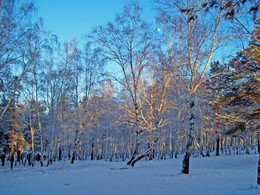 Birchwood / ***