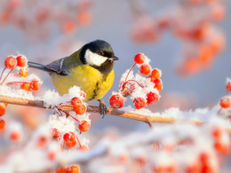 Winter Farben / ***
