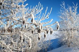 Winter / ***