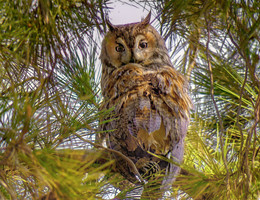 eine Eule / ***