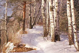 Frosty day / ***