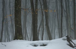 Misty forest / ***