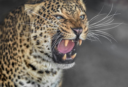 Leopard / ***