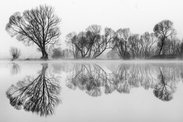 Spiegelung in B&W / Morgens bei Nebel an eunen kleinen Teich in der steiermark .