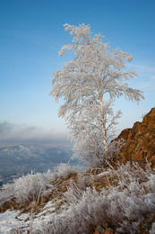 Silver Birch / ***