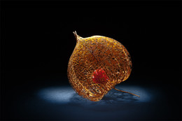 Lampion / Getrocknete Lampionblumenblüte