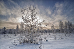 winter / ***