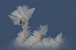 Schwanenprinzessin / ***