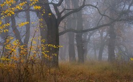 Herbst / ***