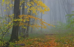 Herbst Morgendämmerung / ***