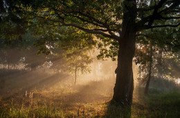 Old Oak / ***