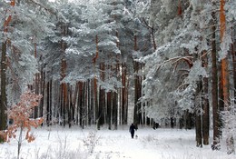 Winterwald / ***