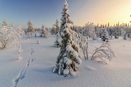 Im Wald / ***