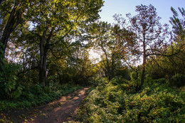 Herbst Spur / ***