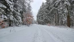 Die Stille des Winterwald / ***