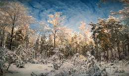 Winterwald / ***
