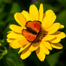 Makro / ***