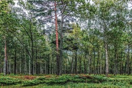 Im Wald / ***