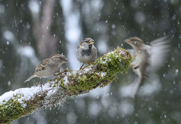  / House Sparrow
