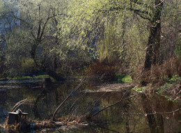Frühlings-Teich / ***
