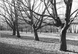 drei Baum / ***