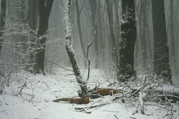 Auch im Winter / ***