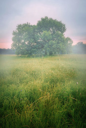 Morgendämmerung / ***
