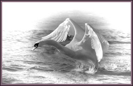 lift up / wildlife