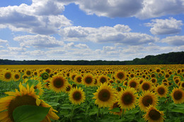 Sonnenblumen / ***