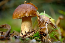 Zeichen des Herbstes. / ***