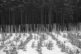 Wald / ***