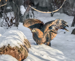 Steinadler / ***