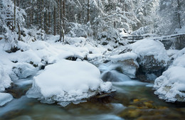 im Zauberwald / im Zauberwald