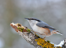 Im Wald / .....