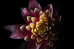 Vriesea? / Diese Pflanze ist als "Vriesea" (Flammendes Schwert) ausgezeichnet, aber die Blüte stimmt so gar nicht mit dem überein, was die Google-Bildersuche zutage fördert. Andererseits gilt Vriesea als Verwandte der Ananas, was nach Augenschein wieder hinhauen könnte ...