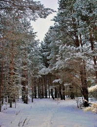 Spaziergang durch den Wald / " " "