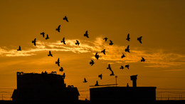 Der Morgen des neuen Tages / ***